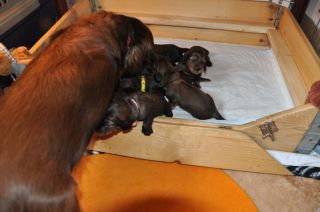 jamniki d�ugow�ose